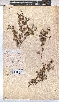 Hermannia alnifolia image