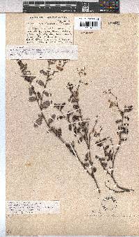 Hermannia muricata image