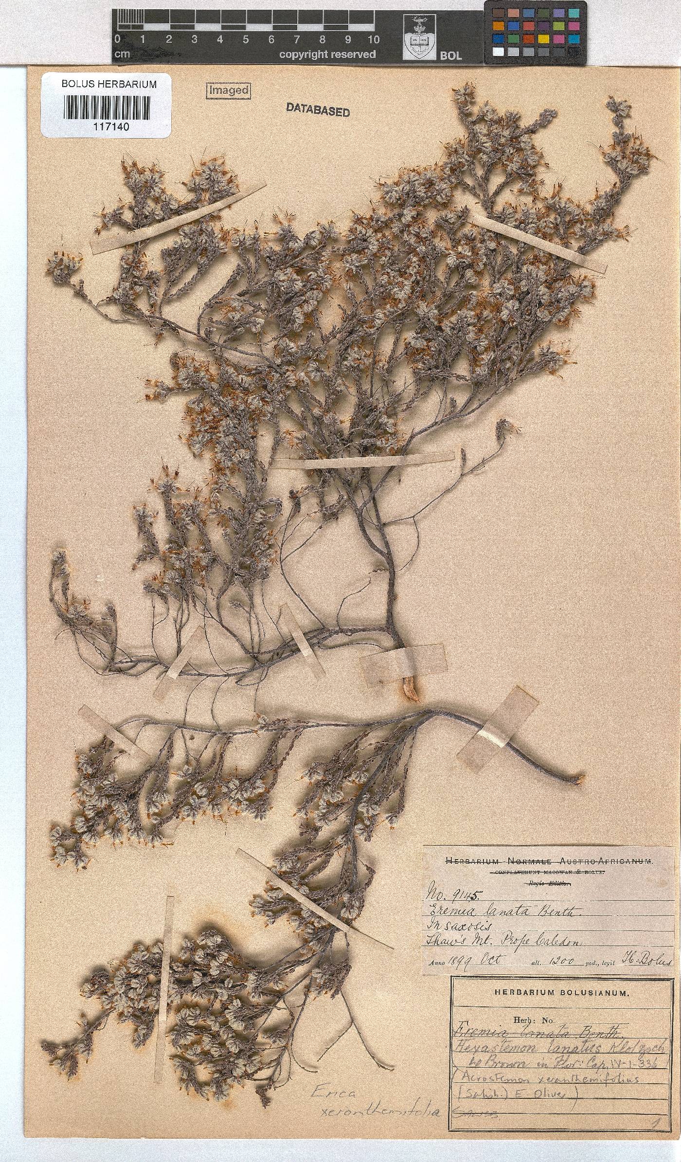 Erica xeranthemifolia image