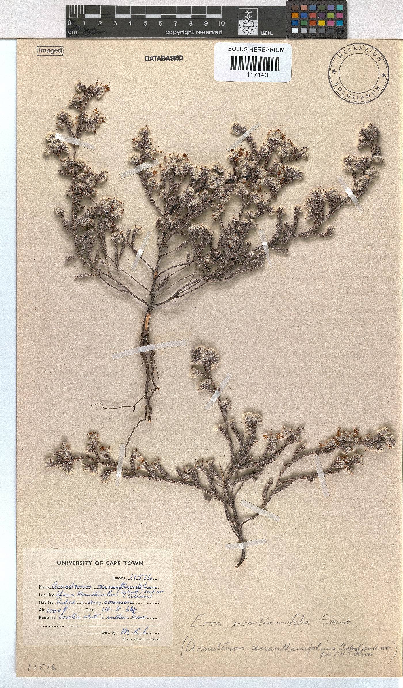 Erica xeranthemifolia image