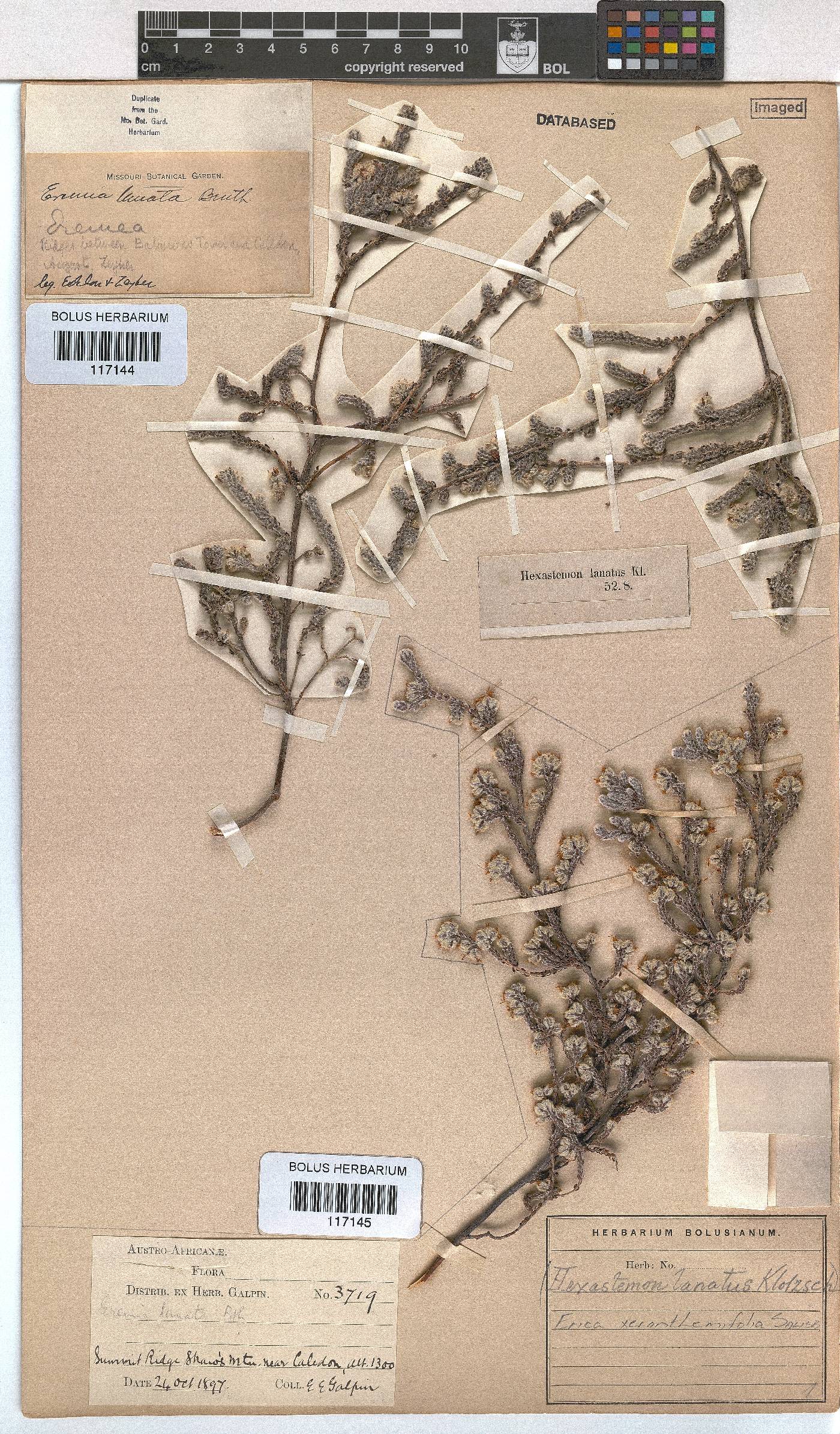 Erica xeranthemifolia image