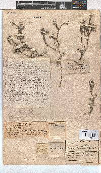 Erica xeranthemifolia image