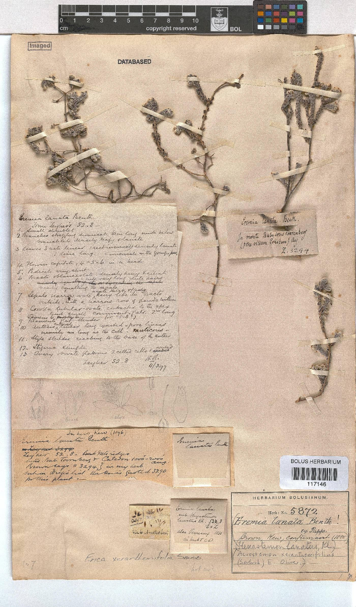 Erica xeranthemifolia image