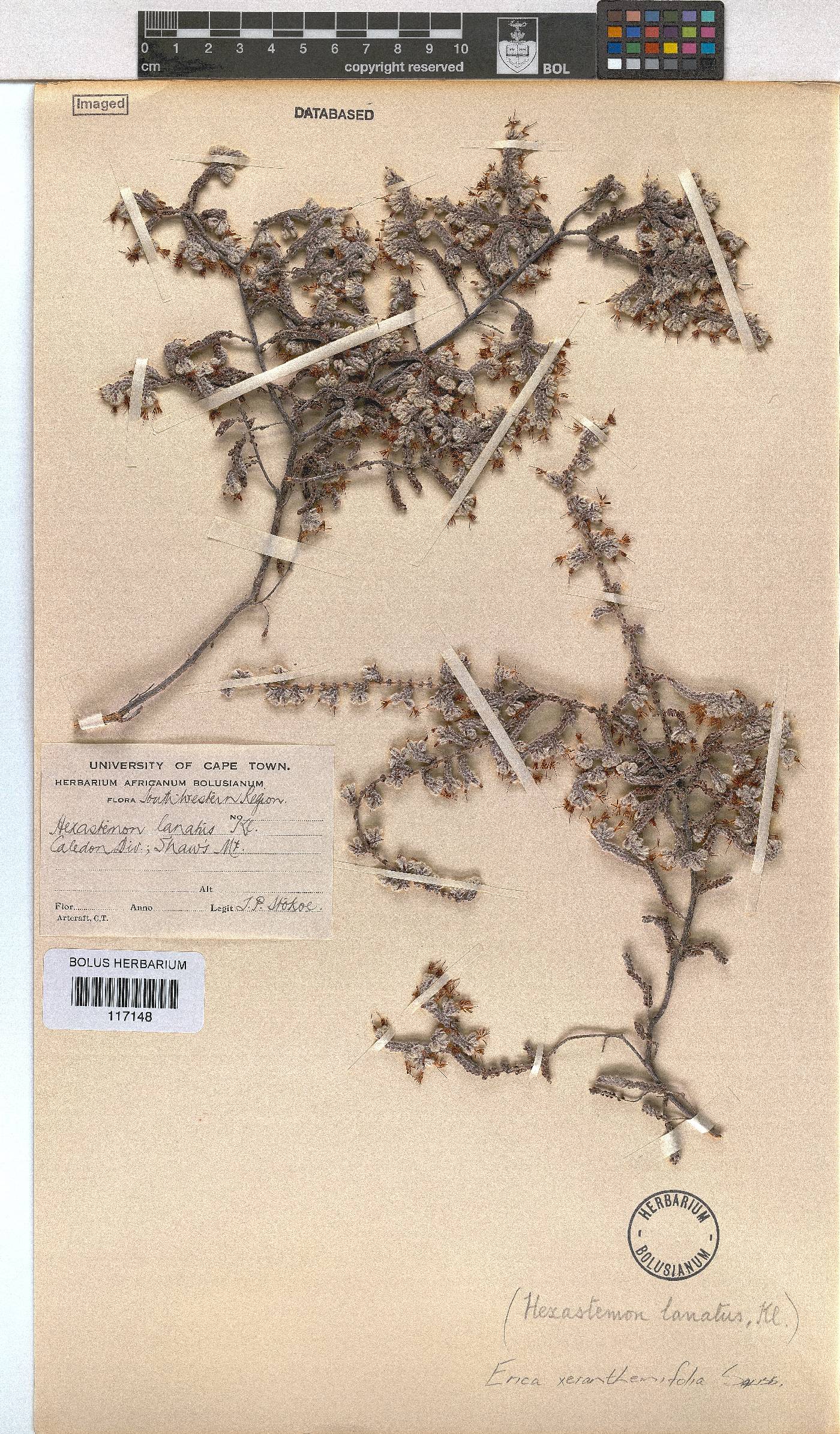 Erica xeranthemifolia image