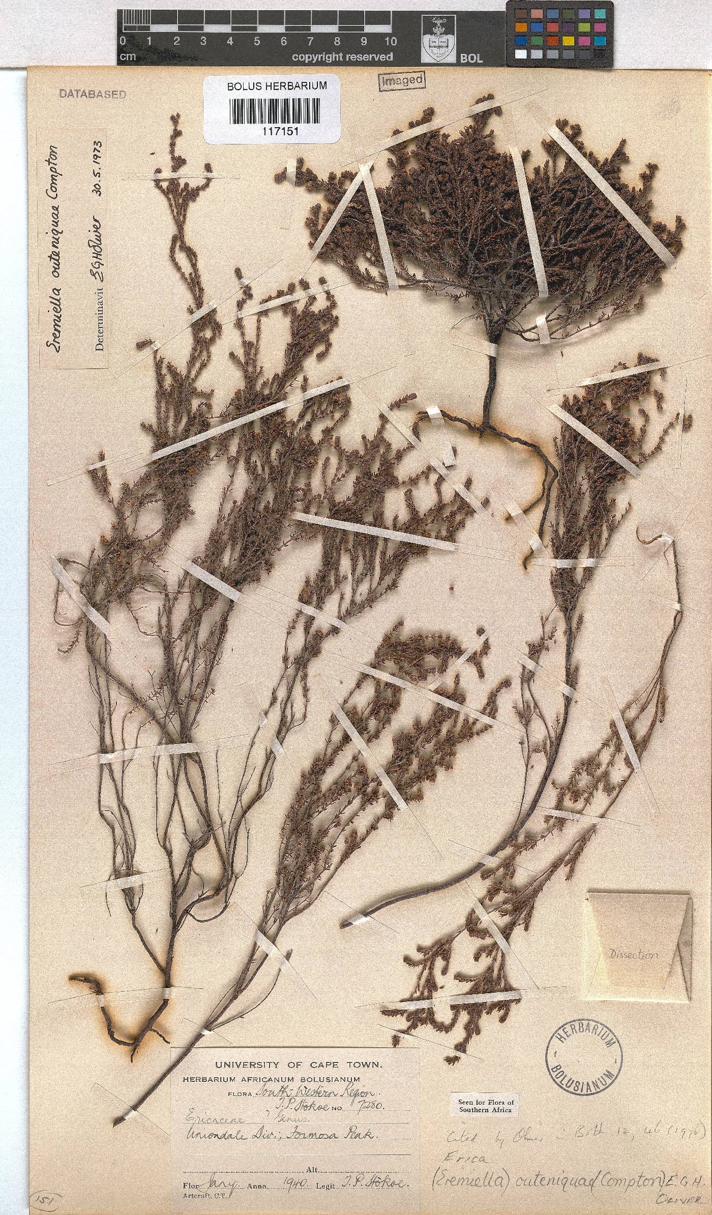 Erica outeniquae image