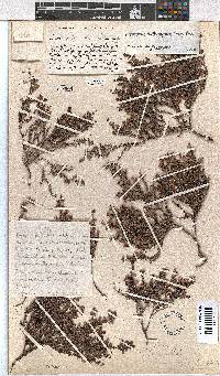 Erica outeniquae image