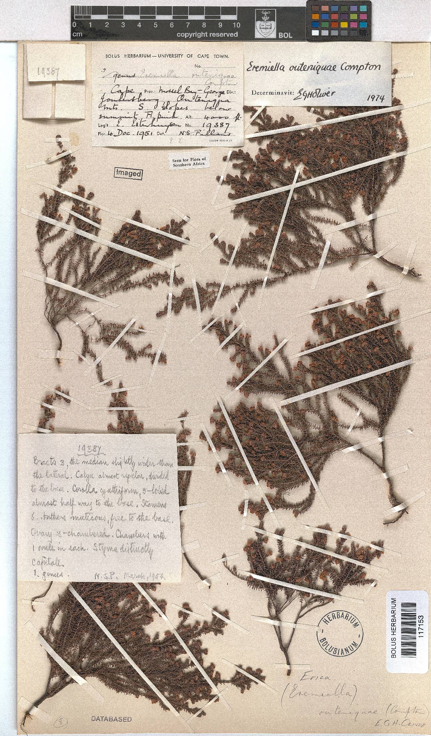 Erica outeniquae image