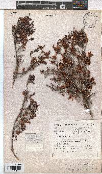 Erica platycalyx image