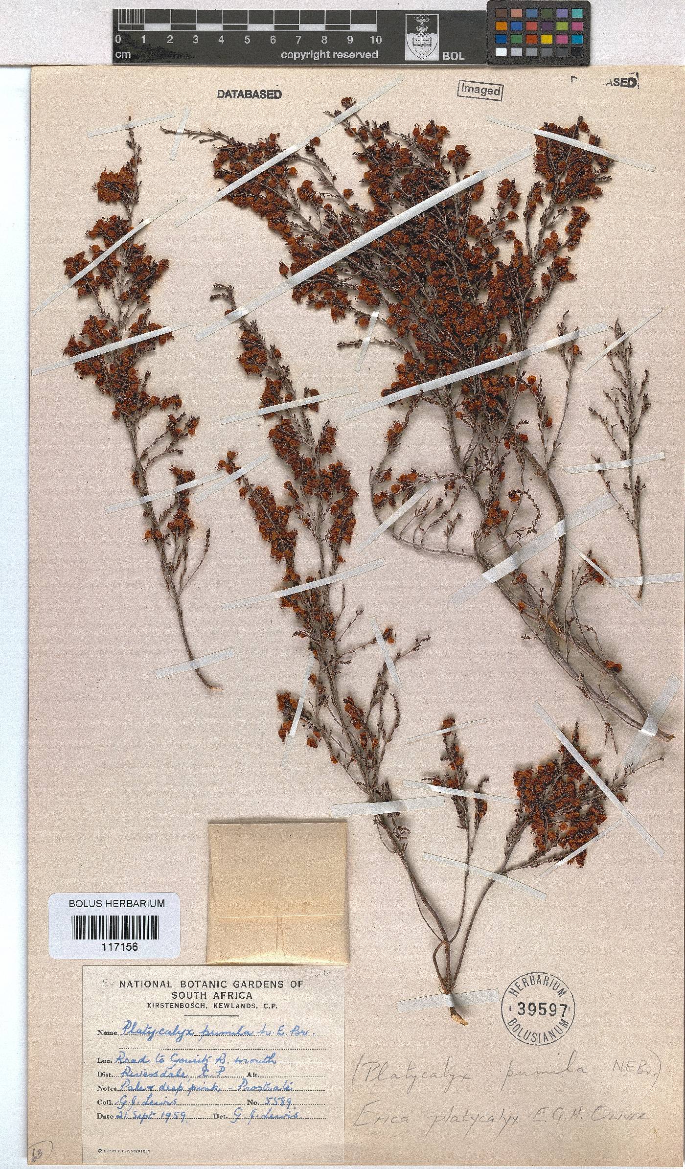 Erica platycalyx image