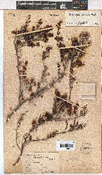 Erica platycalyx image