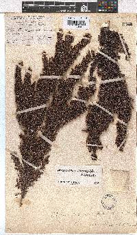 Erica stokoeanthus image