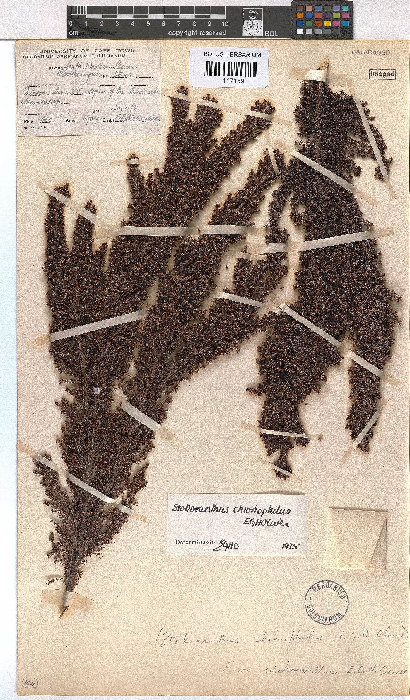 Erica stokoeanthus image