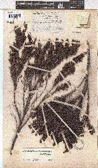 Erica stokoeanthus image