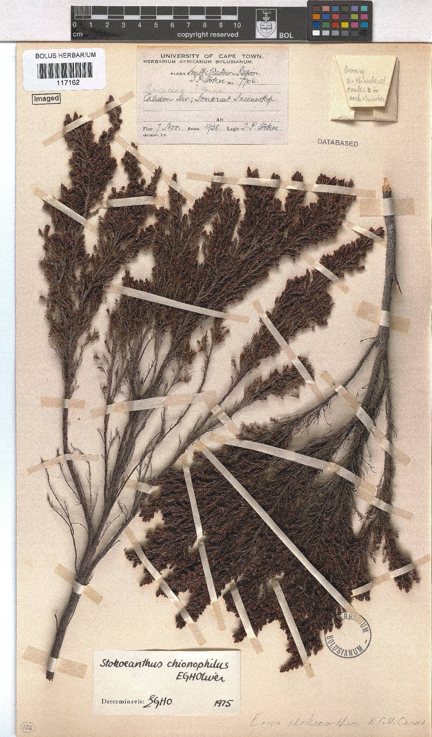 Erica stokoeanthus image