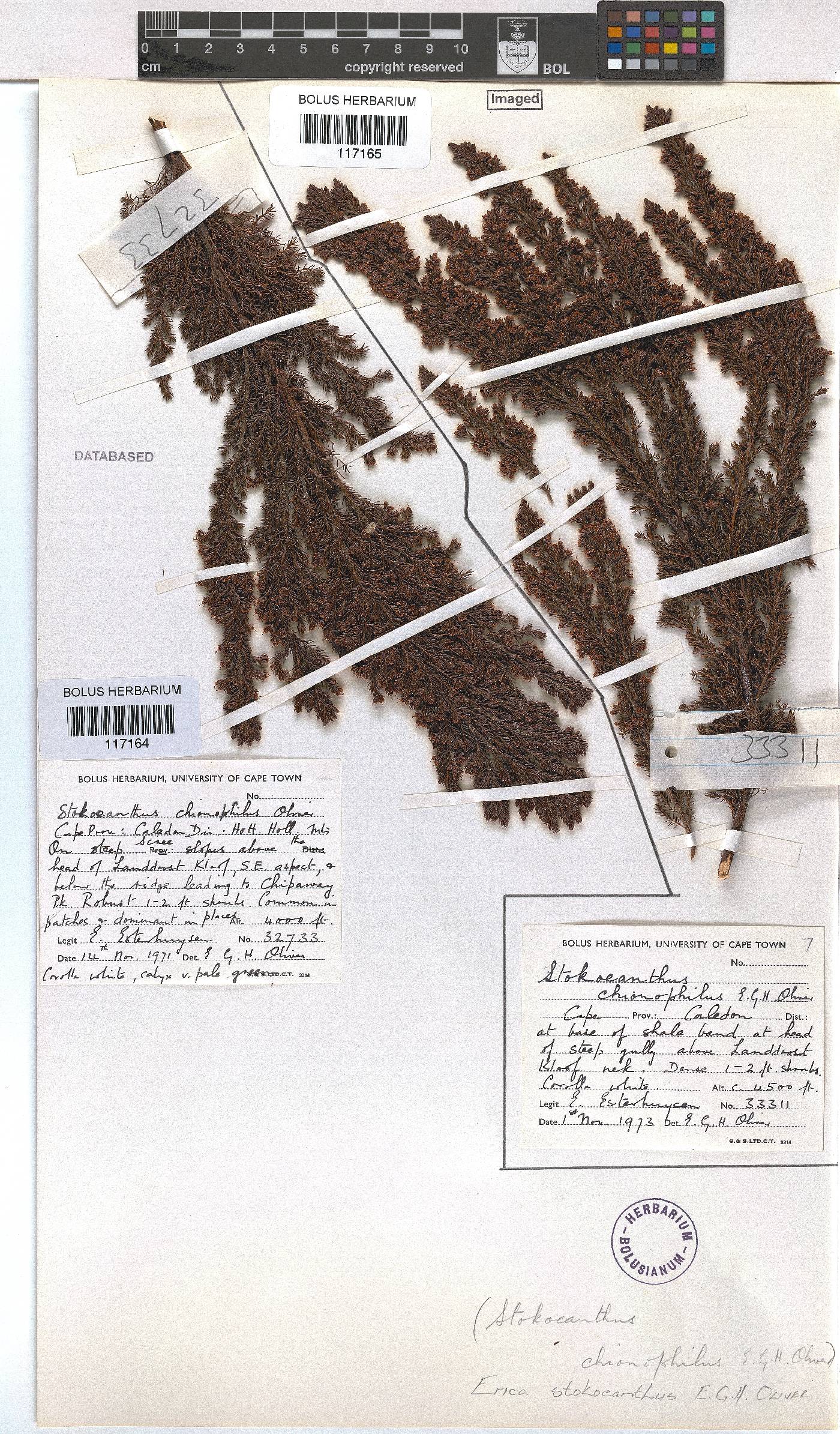 Erica stokoeanthus image