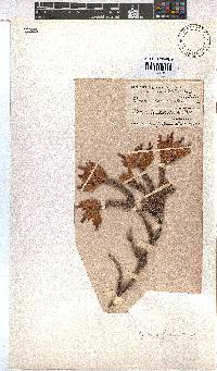 Erica alfredii image