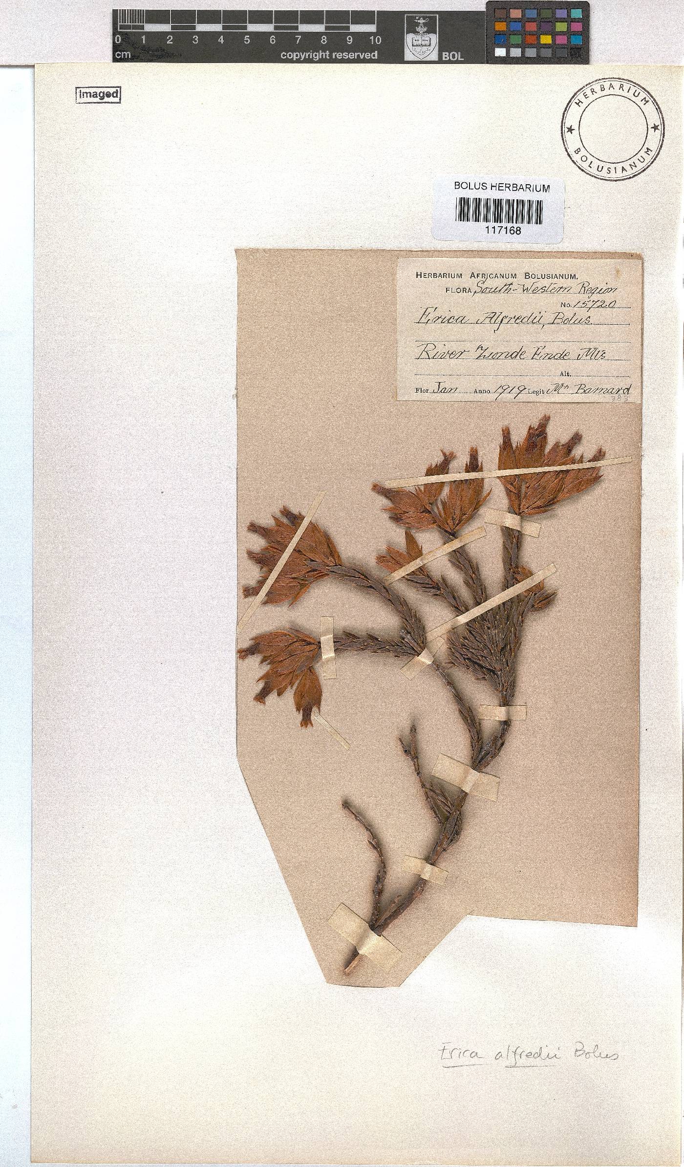 Erica alfredii image