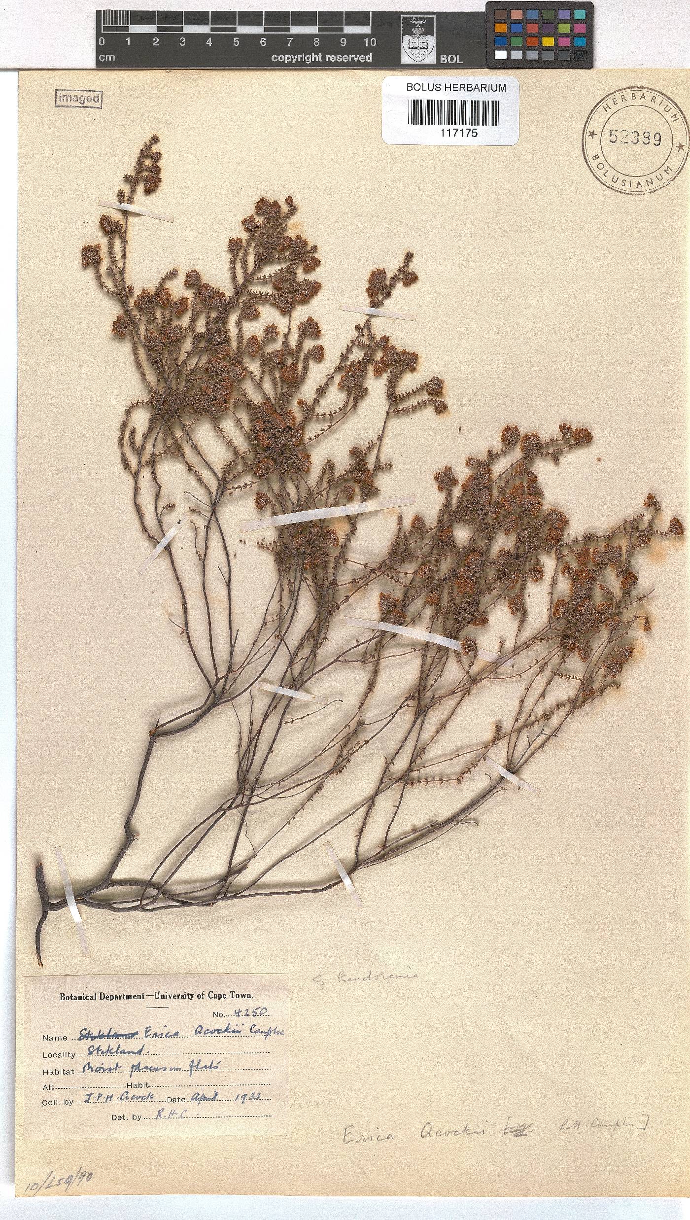 Erica alexandri subsp. acockii image