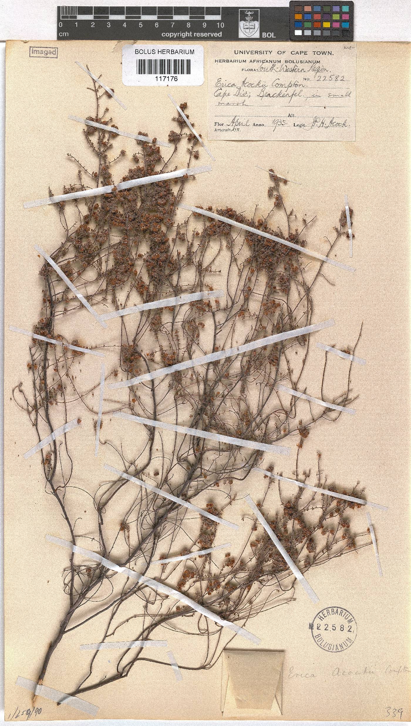 Erica alexandri subsp. acockii image