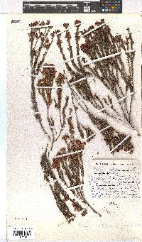 Erica aghillana var. aghillana image