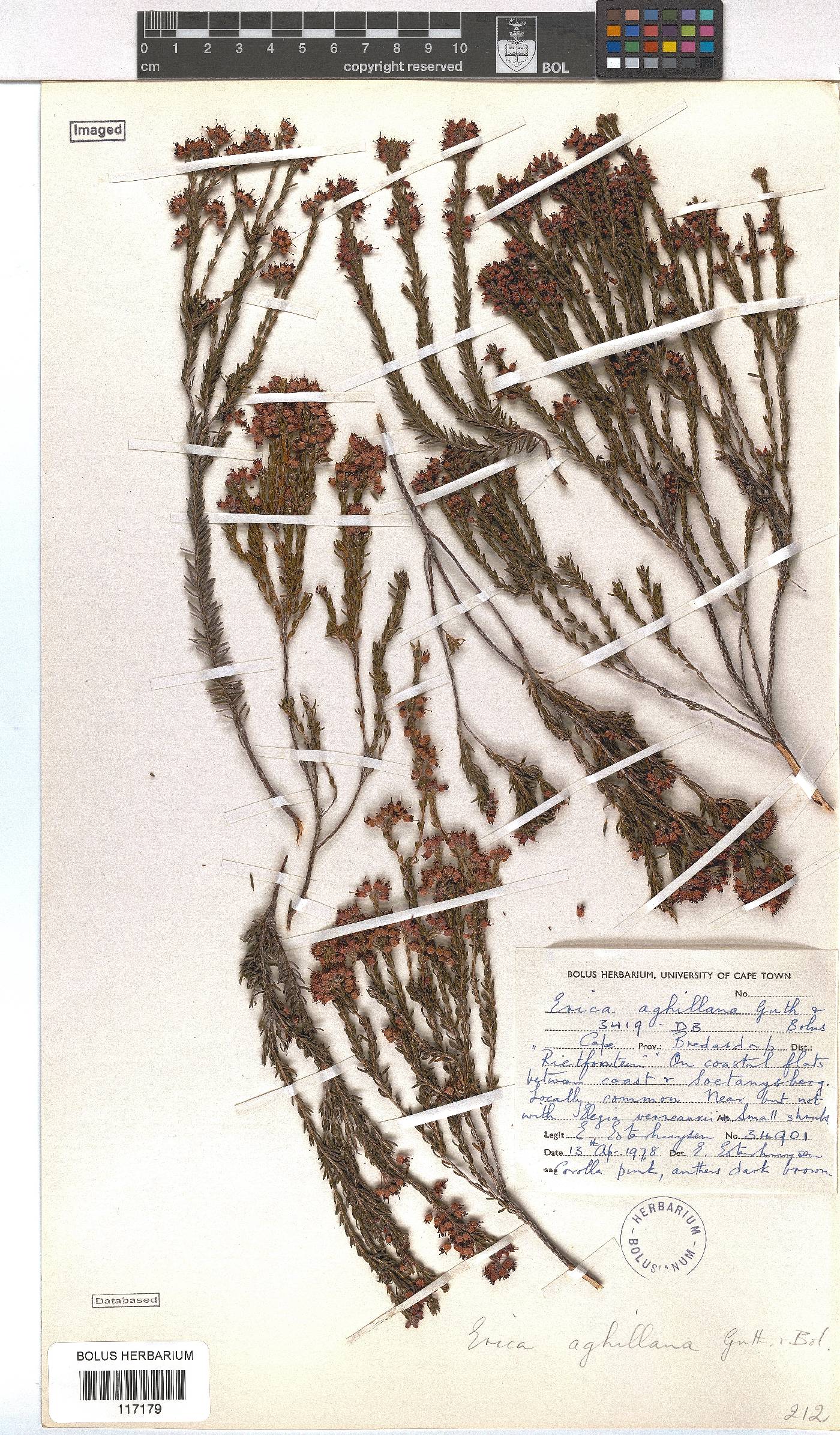 Erica aghillana var. aghillana image