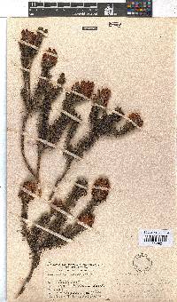 Erica abietina subsp. diabolis image