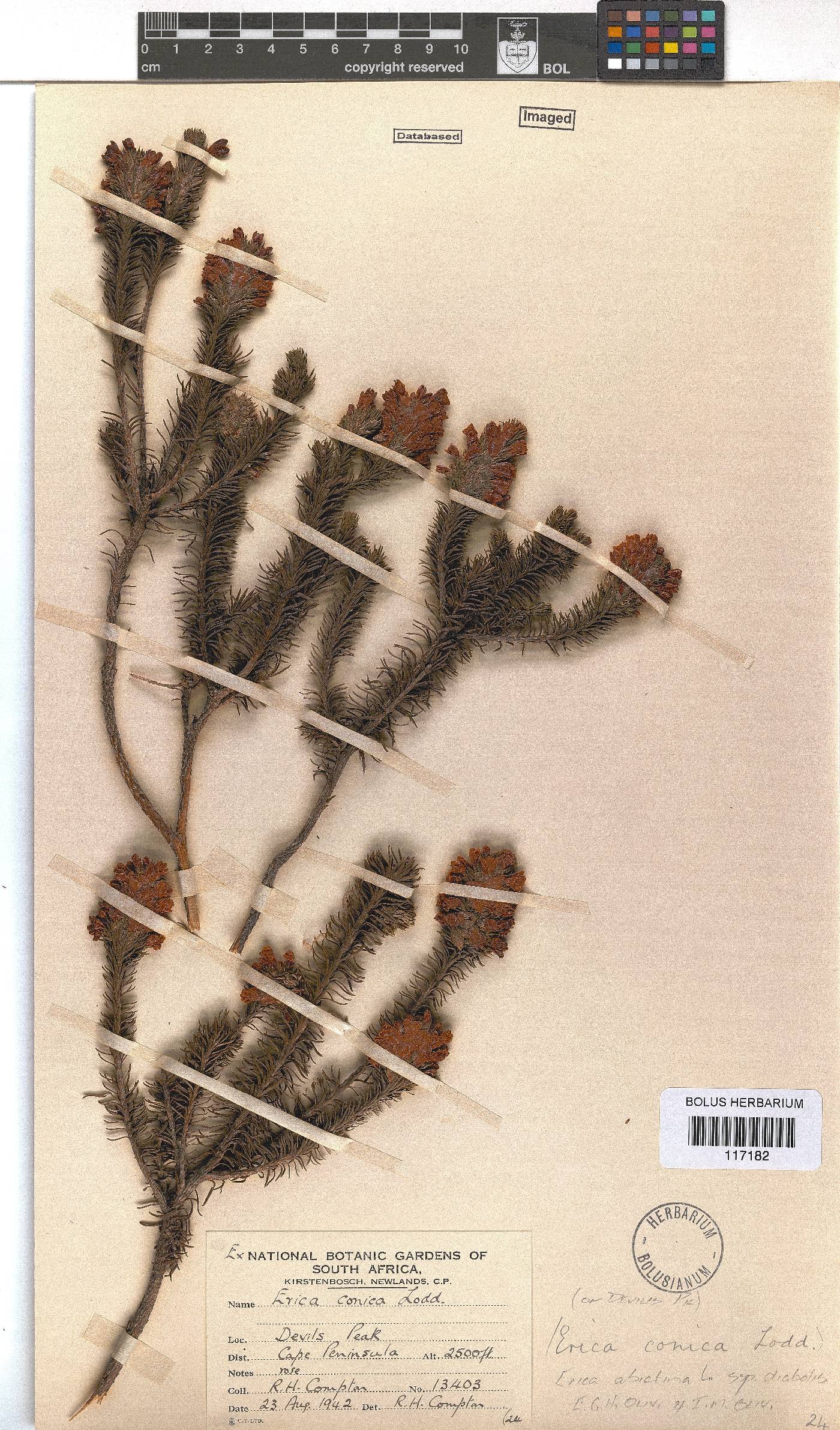 Erica abietina subsp. diabolis image