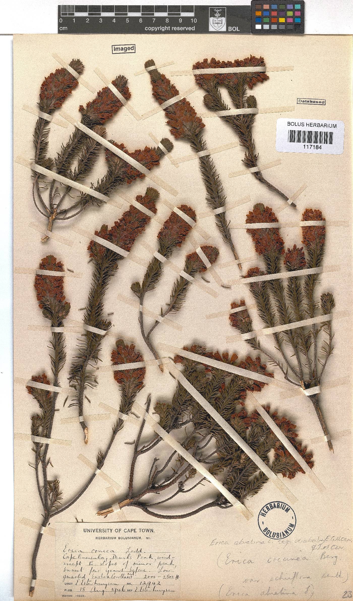 Erica abietina subsp. diabolis image