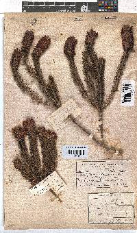 Erica abietina subsp. diabolis image