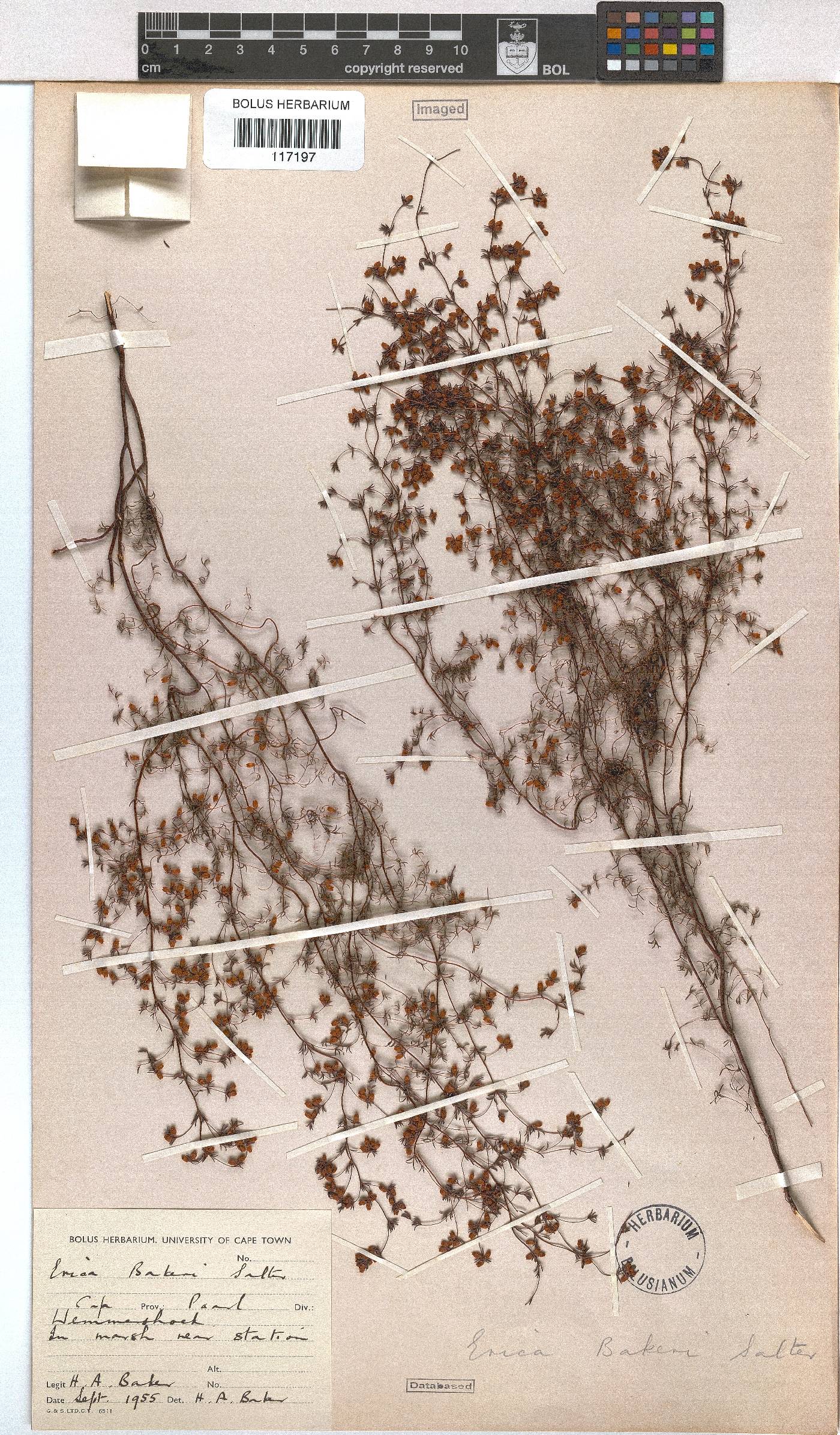 Erica bakeri image