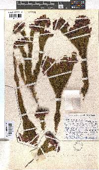 Erica atrovinosa image