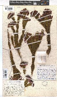 Erica atrovinosa image