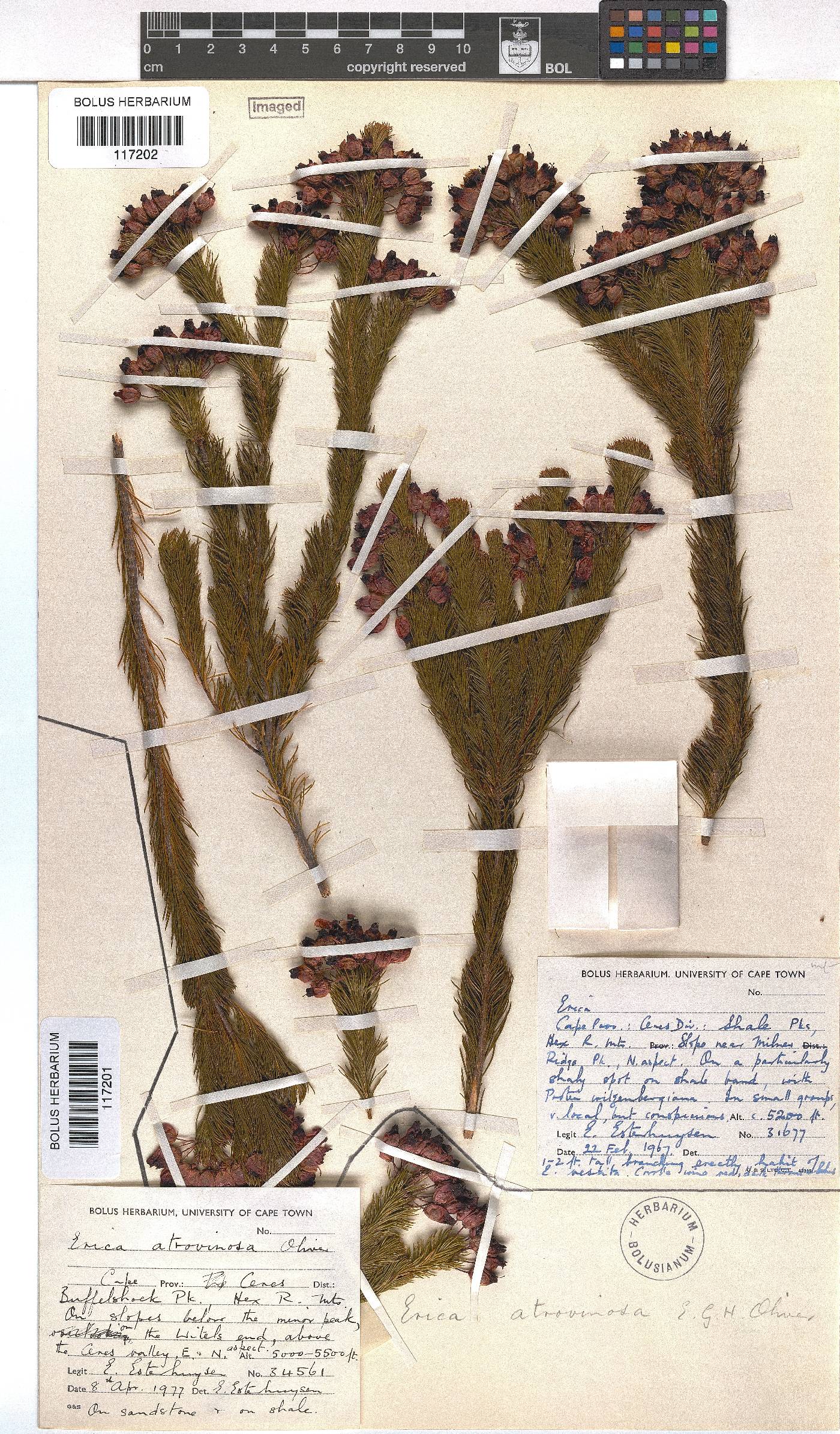 Erica atrovinosa image