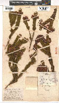 Erica atrovinosa image