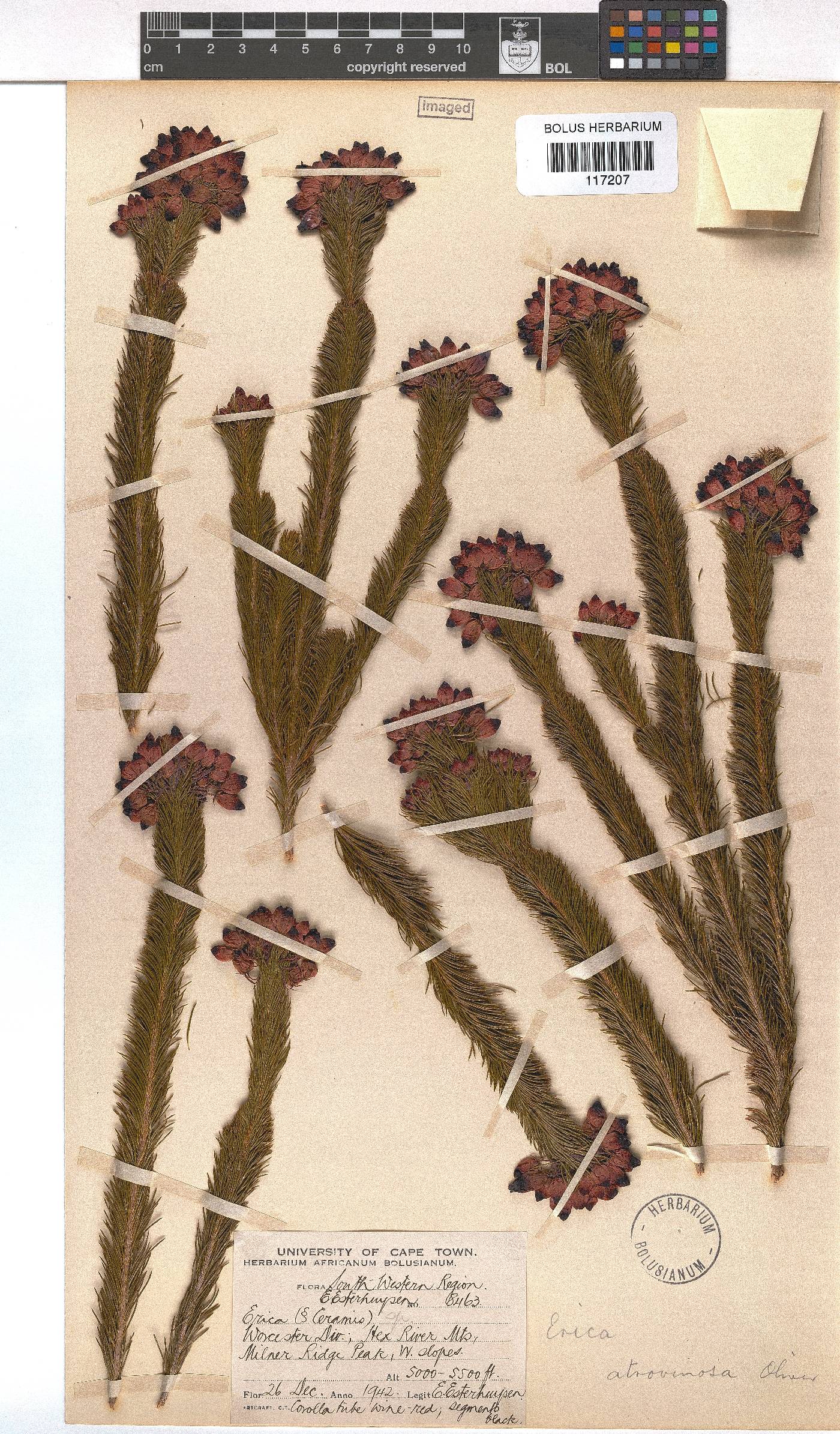 Erica atrovinosa image