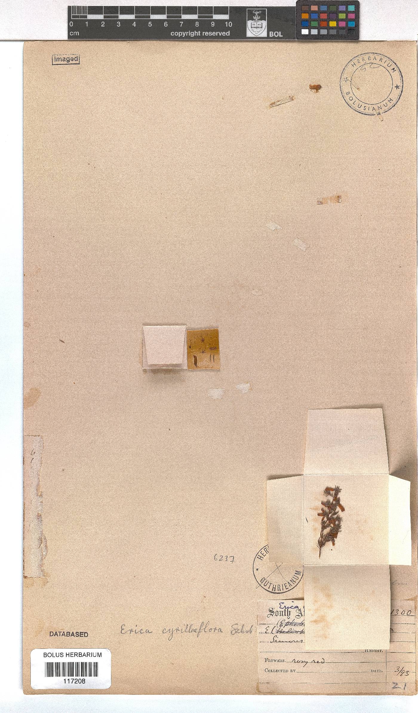 Erica cyrilliflora image