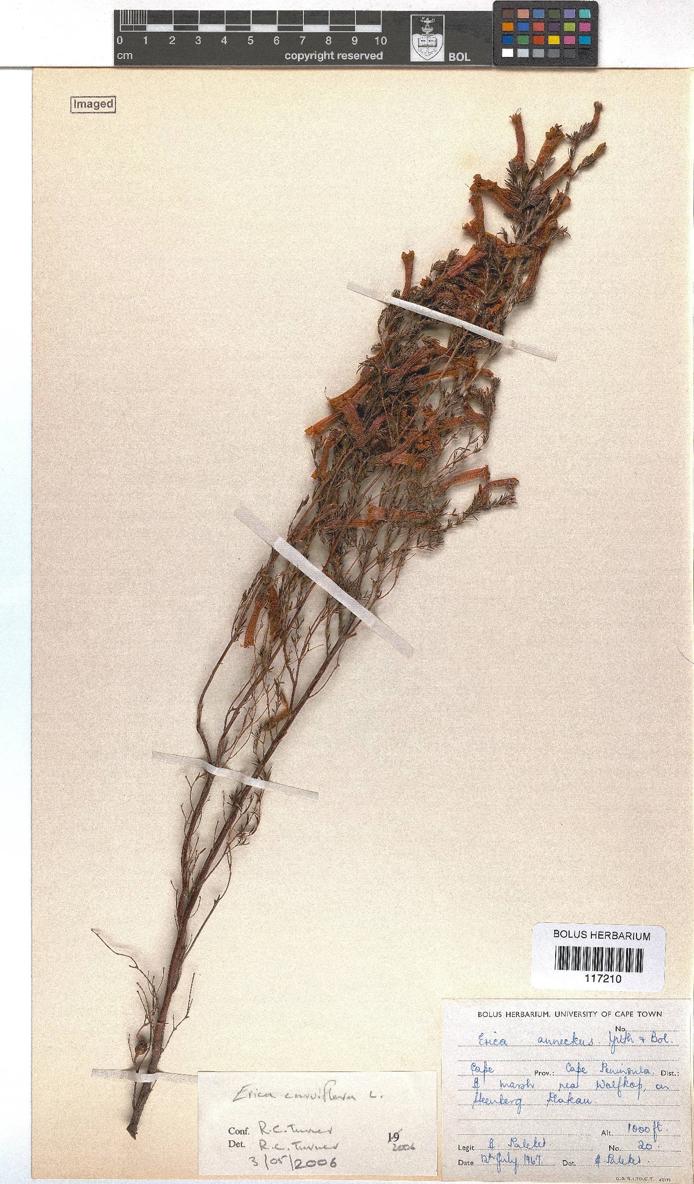 Erica annectens image