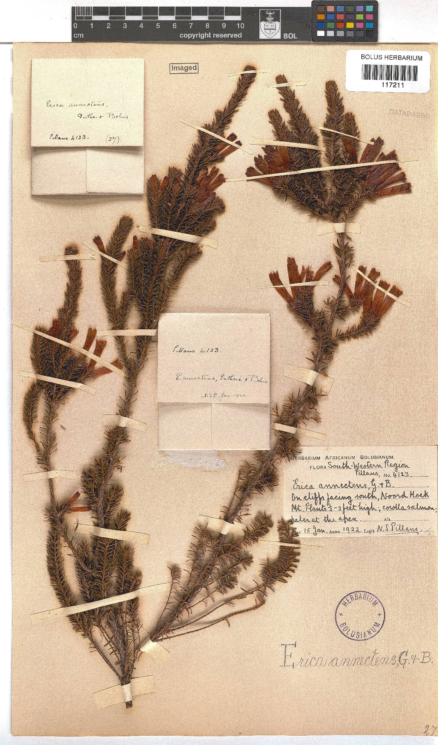 Erica annectens image