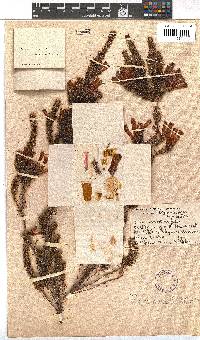 Erica annectens image