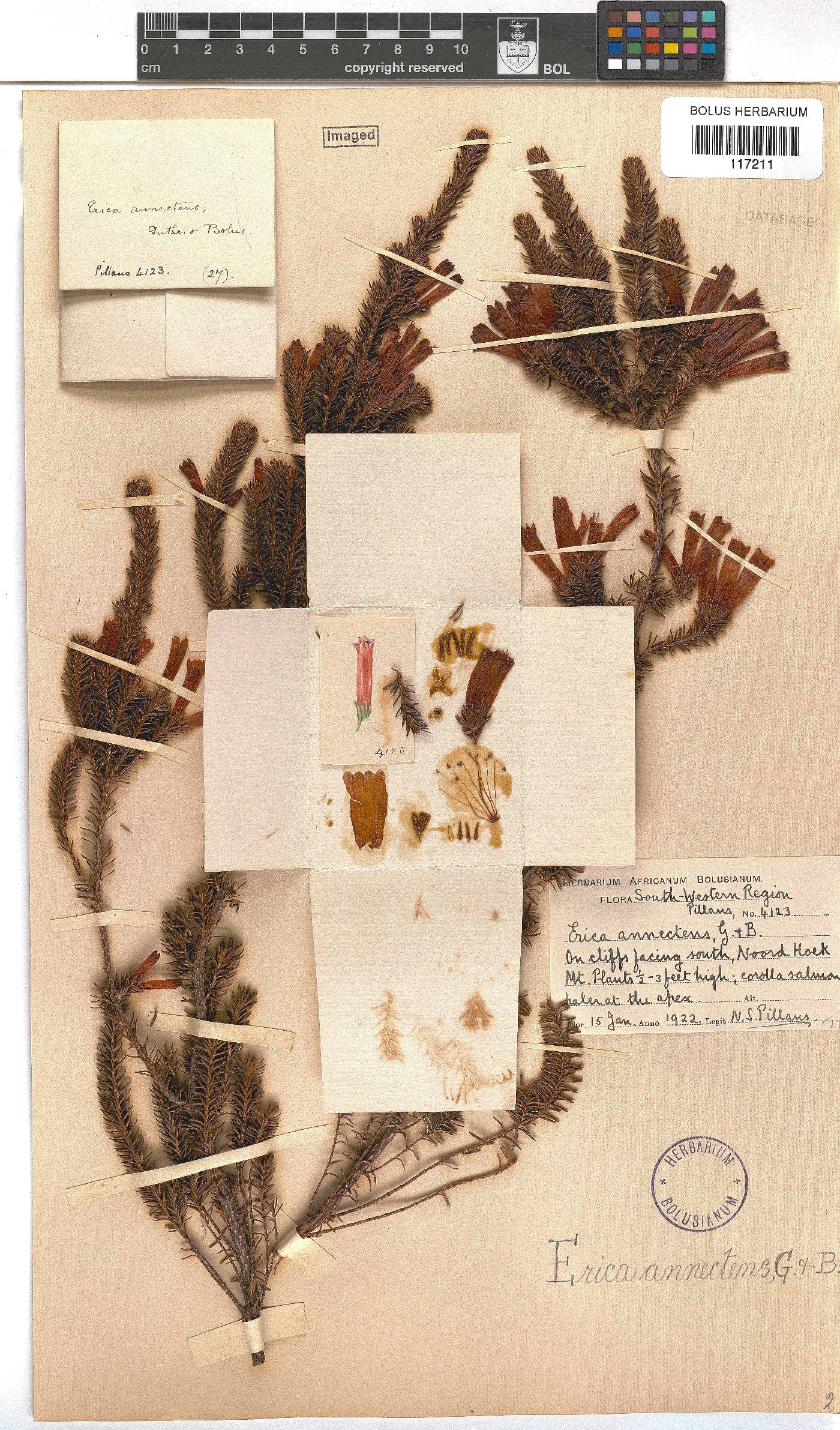 Erica annectens image