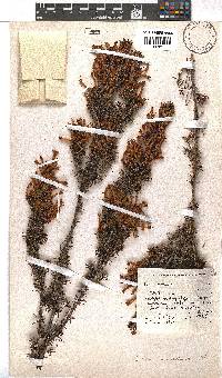 Erica annectens image