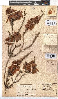 Erica bauera subsp. bauera image