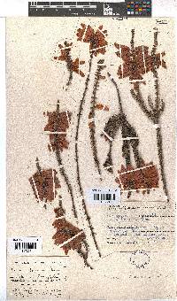 Erica bauera subsp. bauera image