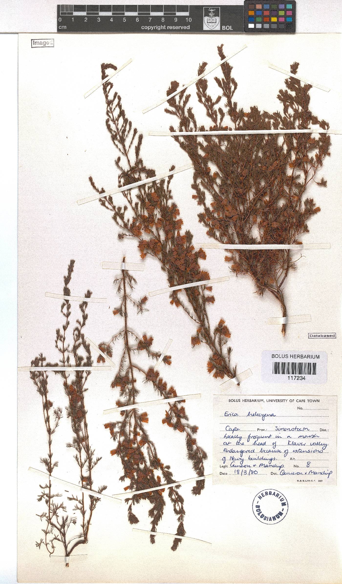 Erica heleogena image