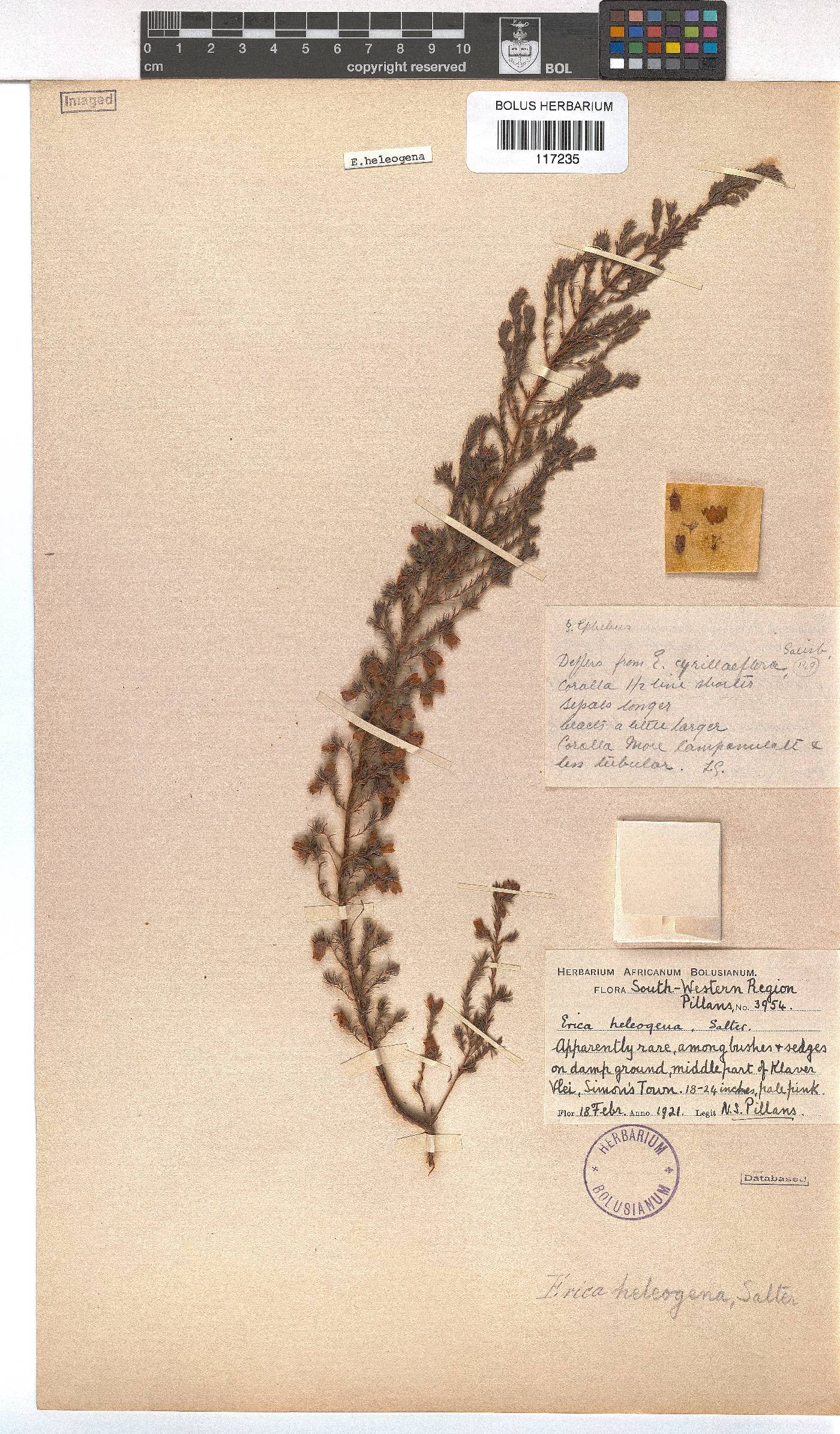 Erica heleogena image
