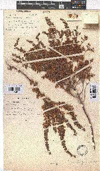 Erica heleogena image