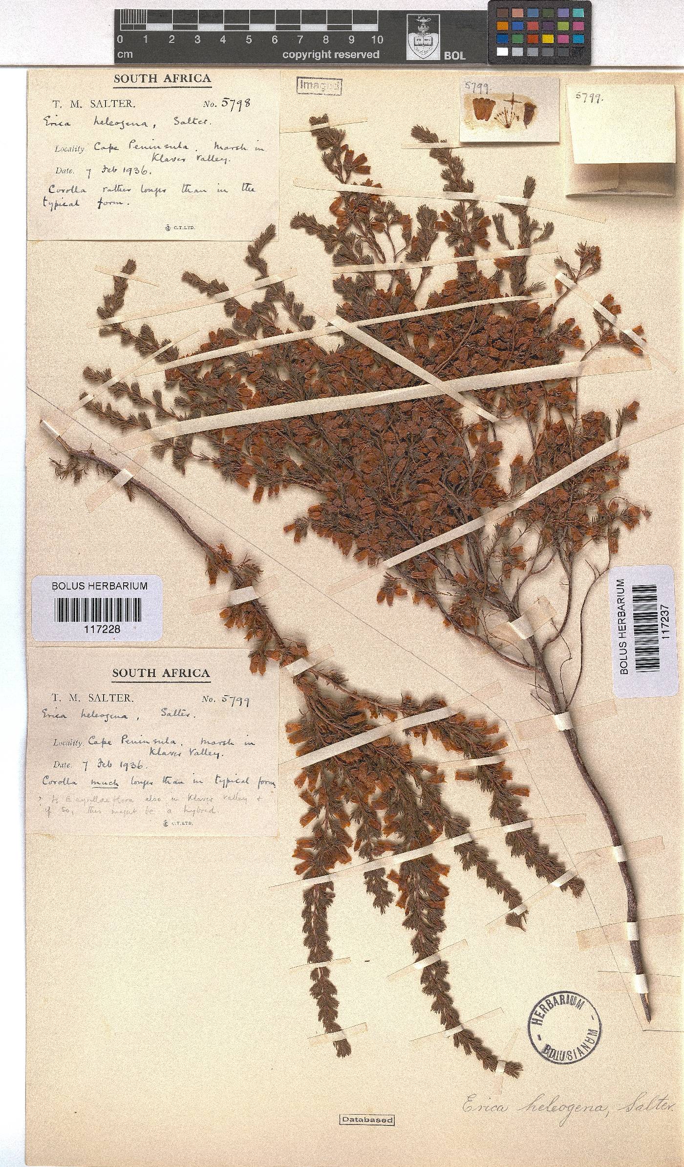 Erica heleogena image