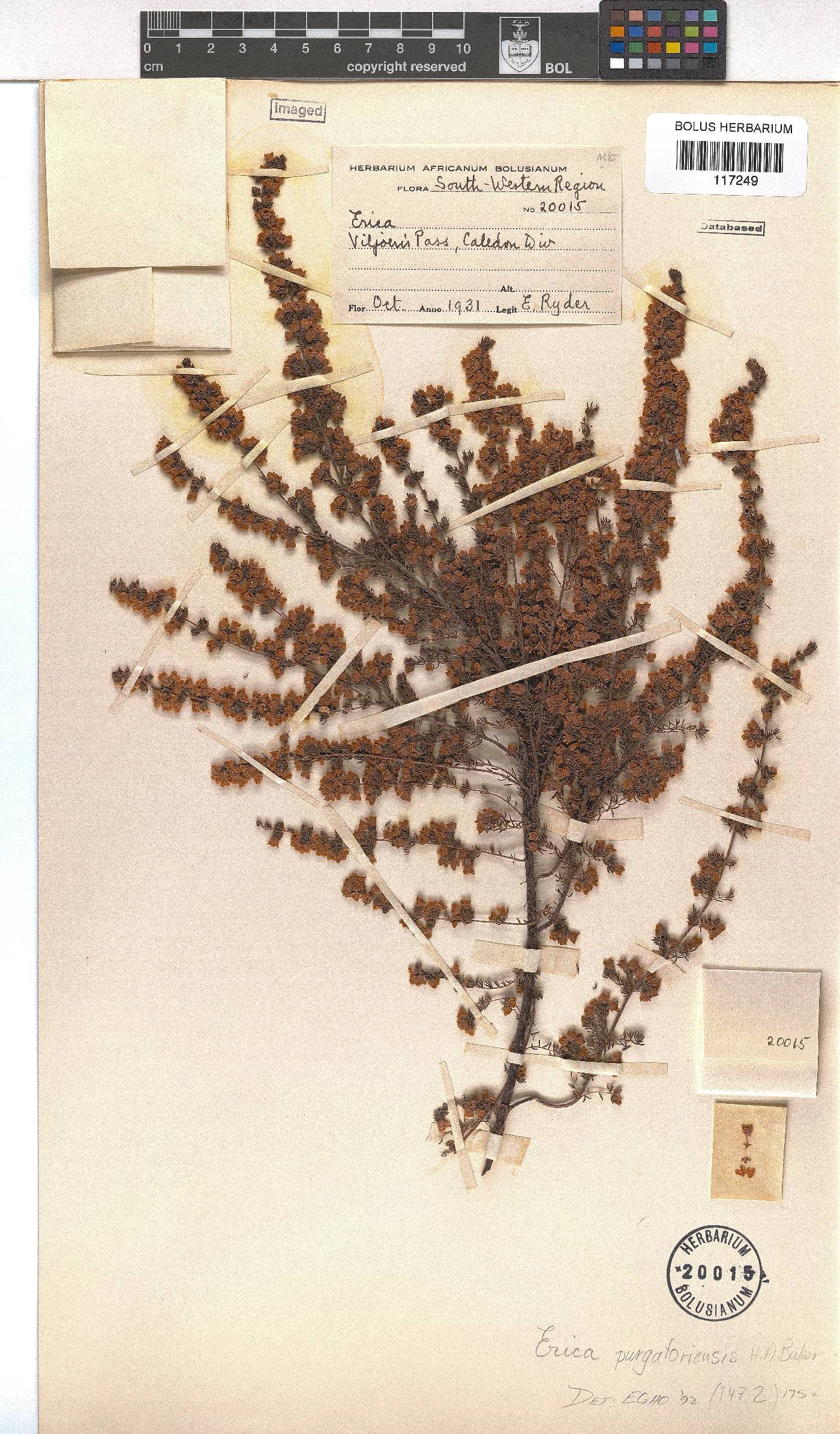 Erica purgatoriensis image