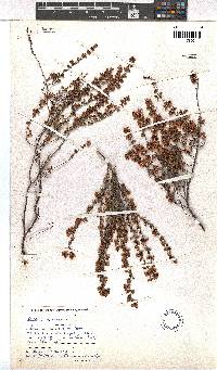 Erica purgatoriensis image