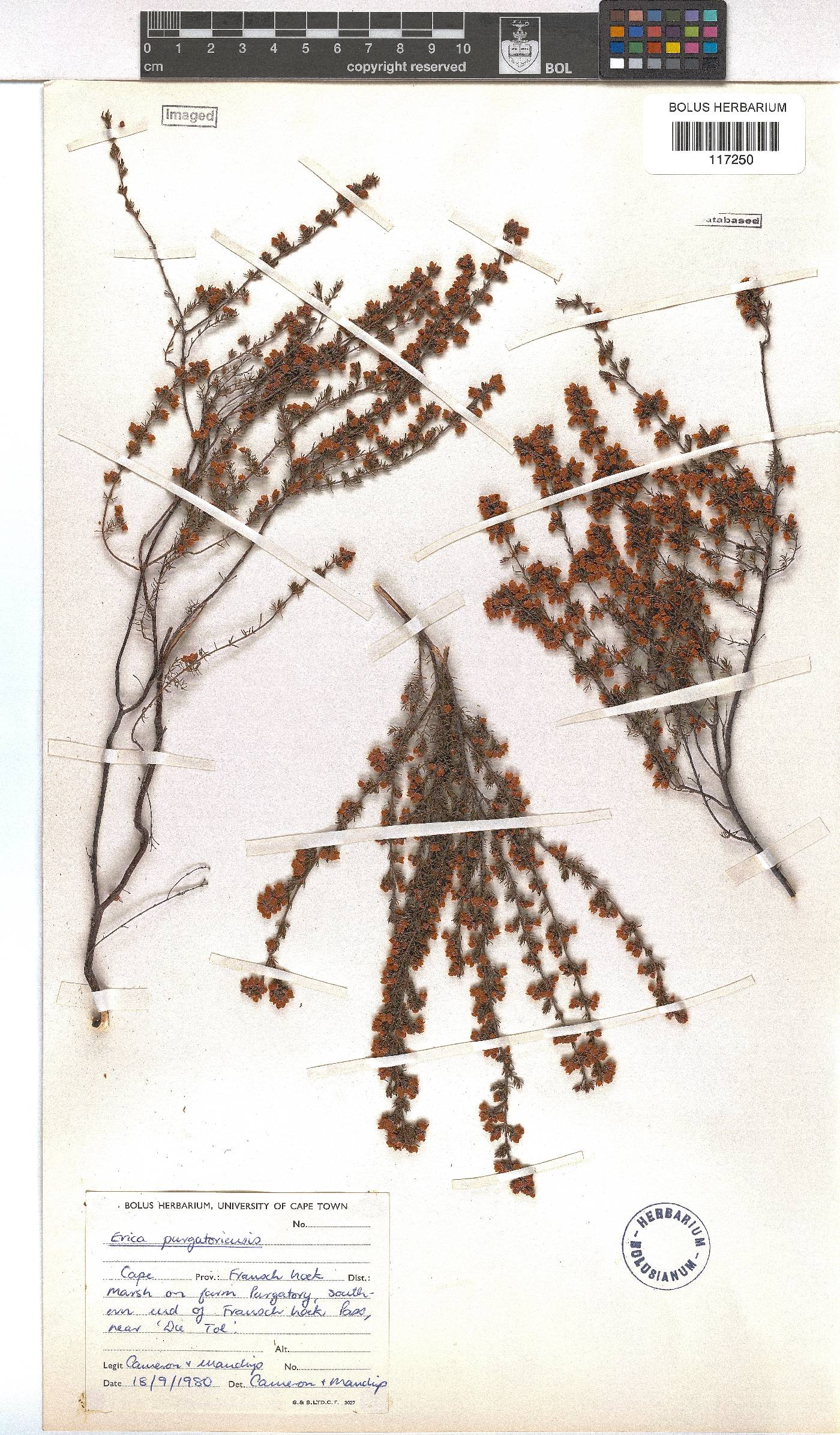 Erica purgatoriensis image